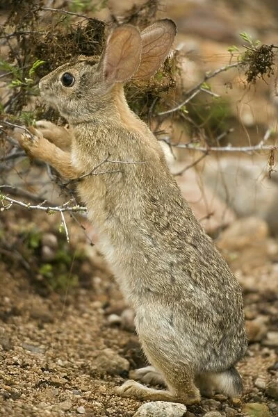 Desert Cottontail (Sylvilagus auduboni) - Arizona-Sonoran desert - Habitat is grassland to creosote brushes and deserts - Ranges from California to Texas and E Montana to SW North Dakota - Chief foods are grasses-mesquite and cactus