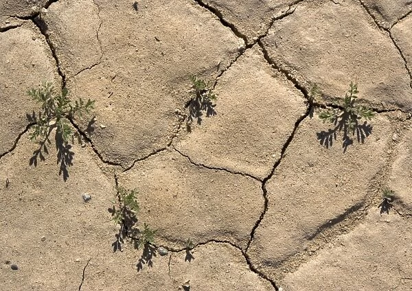 Desert Cress Seedlings - growing in cracks after winter rain. Eureka Dunes, Death Valley, USA