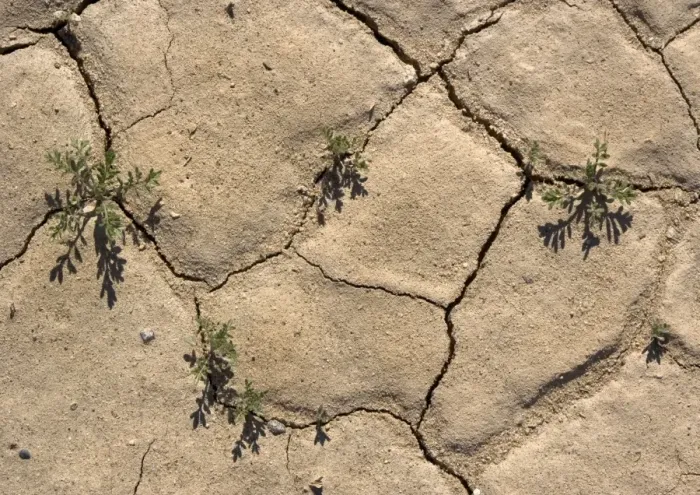 Framed Print : Desert Cress Seedlings - growing in cracks after winter rain. Eureka Dunes, Death Valley, USA Framed Print : Desert Cress Seedlings - growing in cracks after winter rain. Eureka Dunes, Death Valley, USA