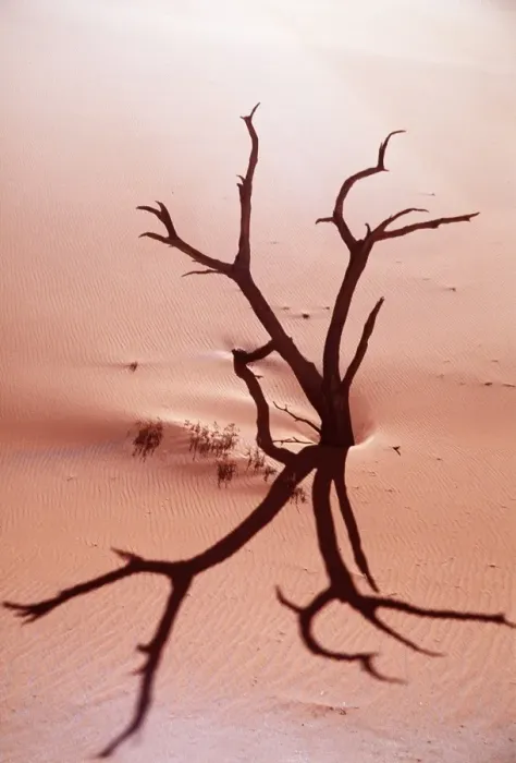 Framed Print : DESERT - dead tree and sand dunes Framed Print : DESERT - dead tree and sand dunes