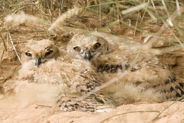 Desert Eagle Owl - chicks approximately seven weeks old - Abu Dhabi - United Arab Emirates