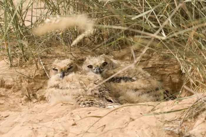 Framed Print : Desert Eagle Owl - chicks approximately seven weeks old - Abu Dhabi - United Arab Emirates Framed Print : Desert Eagle Owl - chicks approximately seven weeks old - Abu Dhabi - United Arab Emirates