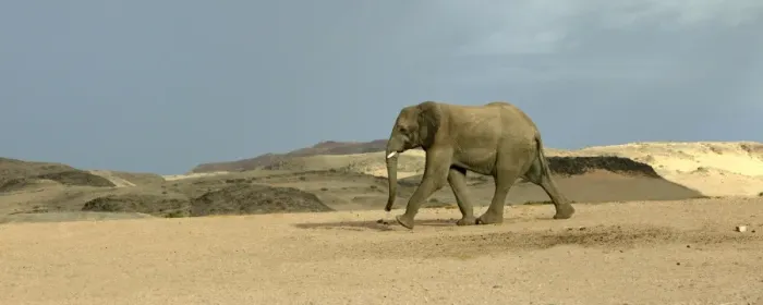 Framed Print : Desert Elephant Framed Print : Desert Elephant