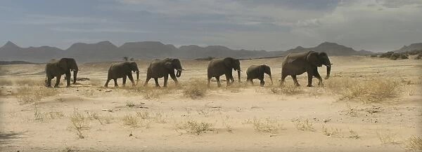 Desert Elephant