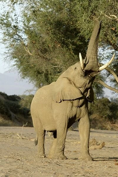 Desert Elephant