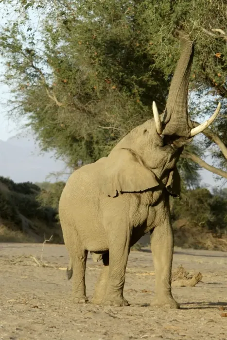 Framed Print : Desert Elephant Framed Print : Desert Elephant