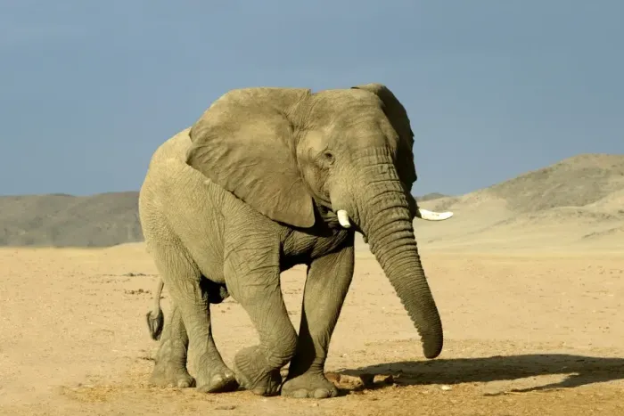 Framed Print : Desert Elephant Framed Print : Desert Elephant