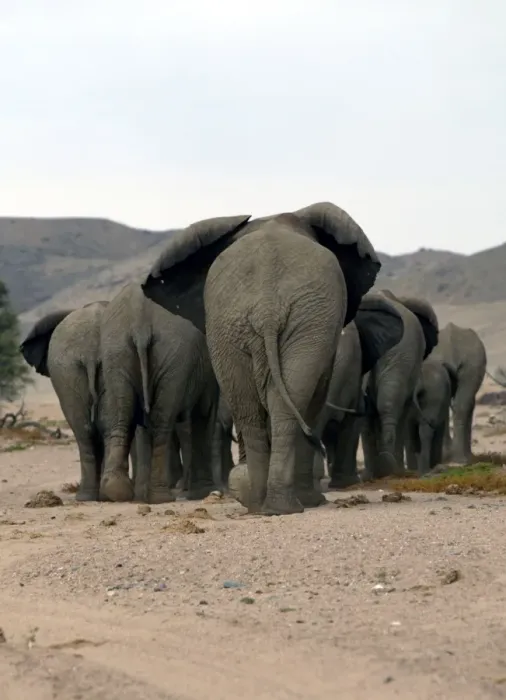 Framed Print : Desert Elephant Framed Print : Desert Elephant