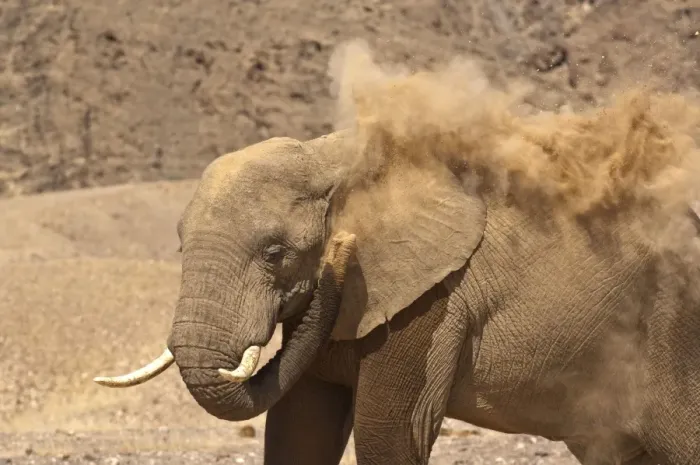 Framed Print : Desert elephant - close up showing dust blowing - Northern Namibia Framed Print : Desert elephant - close up showing dust blowing - Northern Namibia