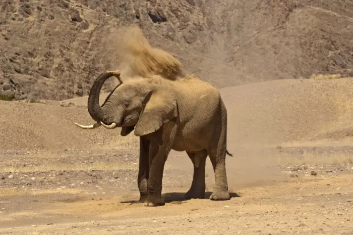 Framed Print : Desert elephant - in desert blowing dust - Northern Namibia Framed Print : Desert elephant - in desert blowing dust - Northern Namibia