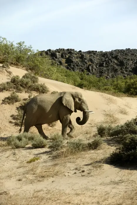 Framed Print : Desert Elephant Huab River. Namibia Framed Print : Desert Elephant Huab River. Namibia