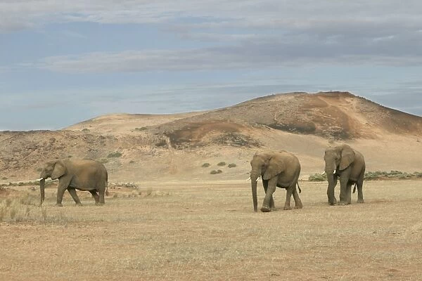 Desert Elephant Huab River. Namibia