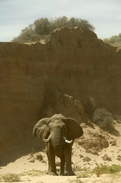 Desert Elephant Huab River. Namibia