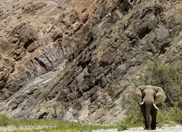 Desert Elephant in Kaokoland Namibia - Africa
