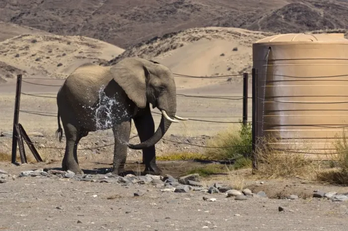 Framed Print : Desert elephant - spraying itself with water at water tank in desert - Northern Namibia Framed Print : Desert elephant - spraying itself with water at water tank in desert - Northern Namibia