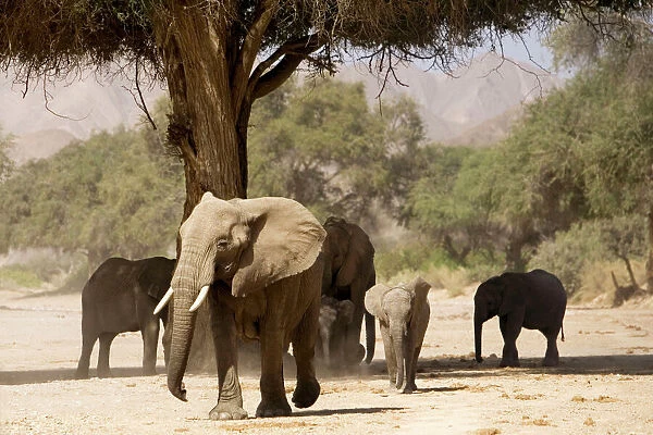 Desert Elephants - Family fInding shade - Kaokoland - Namibia - Africa