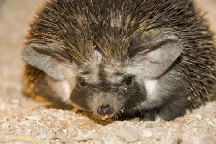 Framed Print : Desert / Ethiopian Hedgehog - Abu Dhabi - United Arab Emirates Framed Print : Desert / Ethiopian Hedgehog - Abu Dhabi - United Arab Emirates