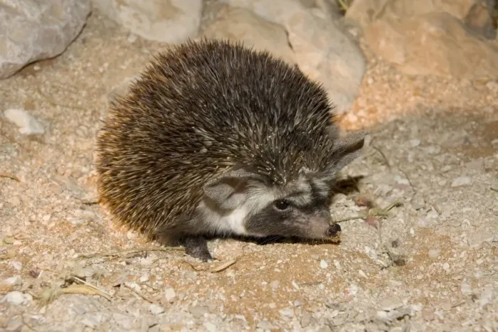 Framed Print : Desert / Ethiopian Hedgehog - Abu Dhabi - United Arab Emirates Framed Print : Desert / Ethiopian Hedgehog - Abu Dhabi - United Arab Emirates