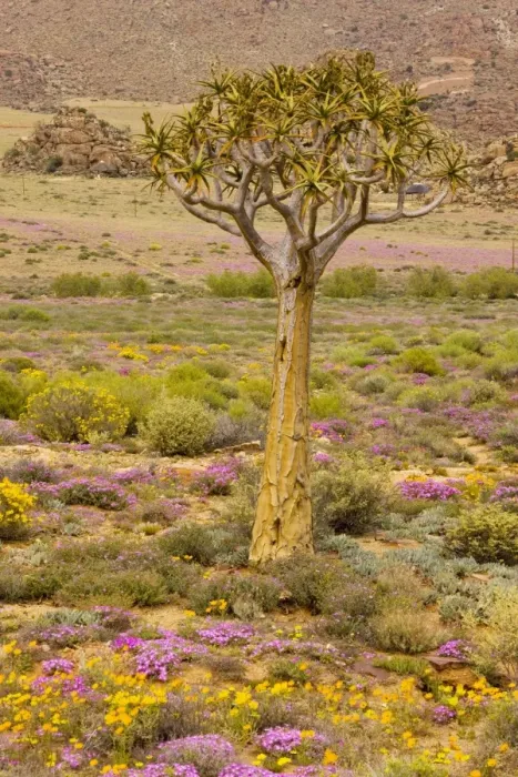 Framed Print : The desert in flower in Namaqualand: Quiver tree Aloe dichotoma, orange daisies Tripteris hyoseroides and pink mesembs Drosanthemum hispidum; Goegap reserve, South Africa Framed Print : The desert in flower in Namaqualand: Quiver tree Aloe dichotoma, orange daisies Tripteris hyoseroides and pink mesembs Drosanthemum hispidum; Goegap reserve, South Africa