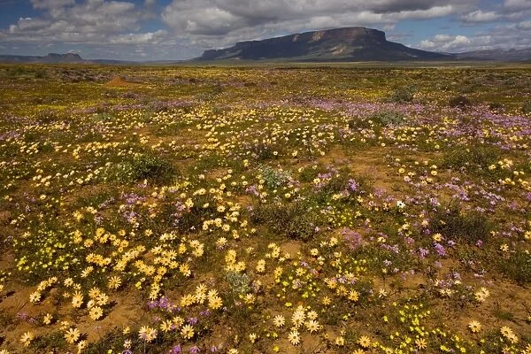 The desert in full flower in spring near Vanrhynsdorp, boundary of Namaqua Desert and West Coast area; Gif mountains beyond, and Osteospermum pinnatum in foreground; South Africa