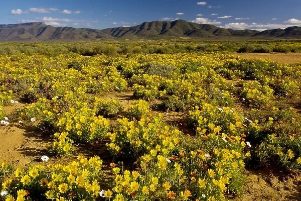 The desert in full flower in spring near Vanrhynsdorp, boundary of Namaqua Desert and West Coast area; foreground dominated by a Salad Thistle (Didelta spinosa), South Africa