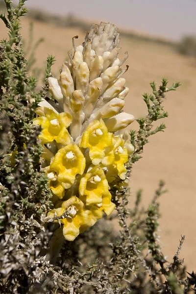 Desert Hyacinth  /  Desert Broomrape - Holoparasitic desert plant - one of the species used to obtain the Chinese herbal medicine Cistanche - Abu Dhabi - United Arab Emirates