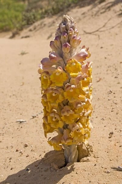 Desert Hyacinth  /  Desert Broomrape - Holoparasitic desert plant - one of the species used to obtain the Chinese herbal medicine Cistanche - Abu Dhabi - United Arab Emirates