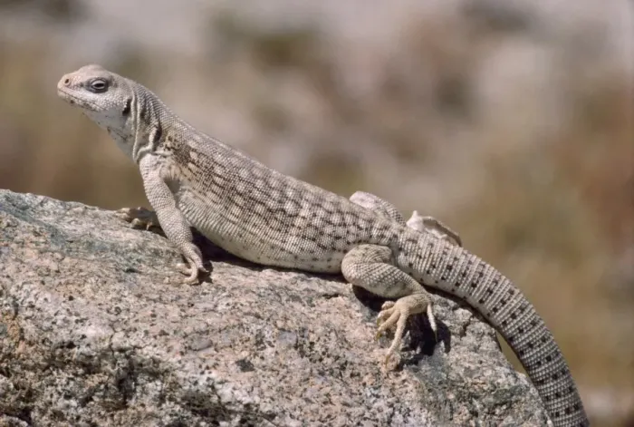 Framed Print : Desert Iguana South West USA