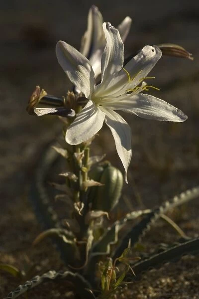 Desert Lily - spring - Anza Borrego Desert State Park, California, USA