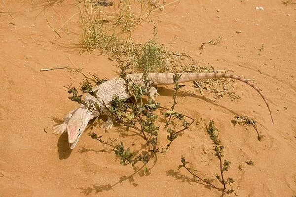 Desert Monitor Lizard - Abu Dhabi - United Arab Emirates