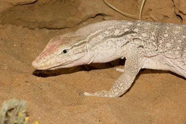 Desert Monitor Lizard - Abu Dhabi - United Arab Emirates
