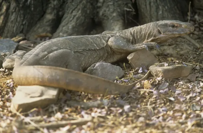 Framed Print : Desert Monitor lizard - Ranthambhore National Park - Rajasthan - India