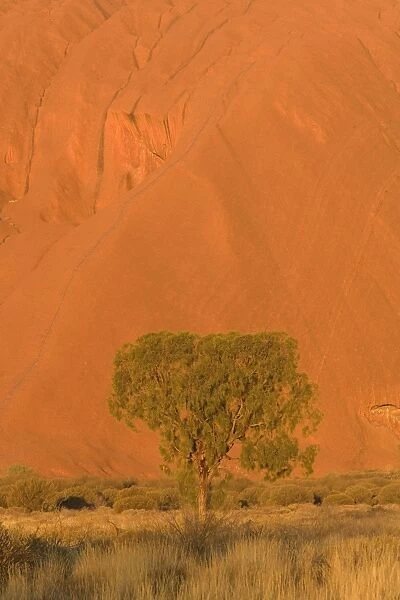 Desert Oak - bushland and single desert oak tree in front of a red ablaze cliff, just before sunset - Northern Territory, Australia