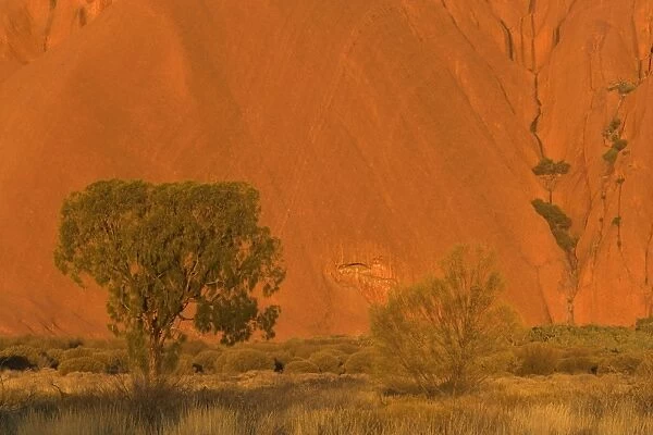 Desert Oak - bushland and single desert oak tree in front of a red ablaze cliff, just before sunset - Northern Territory, Australia