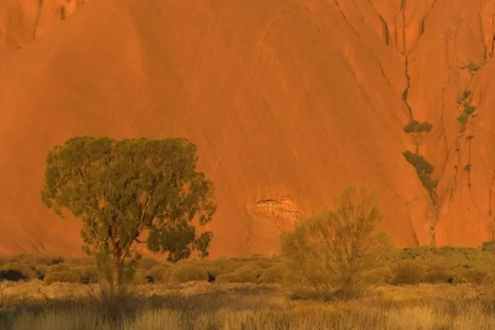Framed Print : Desert Oak - bushland and single desert oak tree in front of a red ablaze cliff, just before sunset - Northern Territory, Australia Framed Print : Desert Oak - bushland and single desert oak tree in front of a red ablaze cliff, just before sunset - Northern Territory, Australia