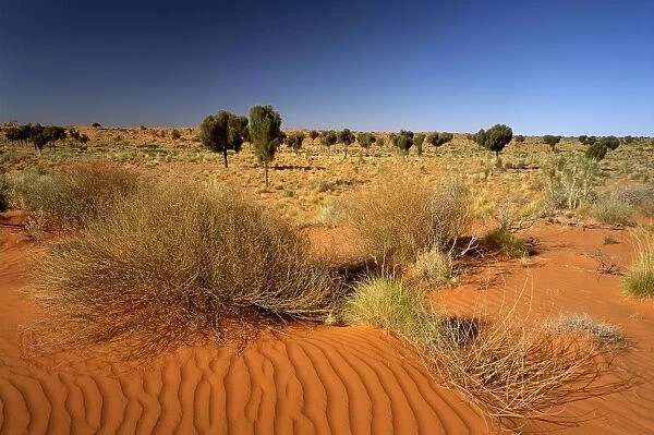 Desert oaks near Lake Disappointment along Canning Stock Route, Little Sandy Desert, Western Australia JPF28169