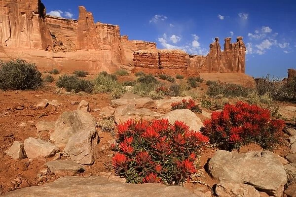 Desert Paintbrush - bright red blooming desert paintbrush and rock formation called the Three Gossips - Arches National Park, Utah, USA