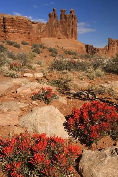 Desert Paintbrush - bright red blooming desert paintbrush and rock formation called the Three Gossips - Arches National Park, Utah, USA