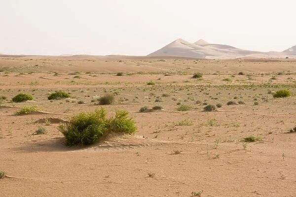 Desert - patterns on sand - Abu Dhabi - United Arab Emirates