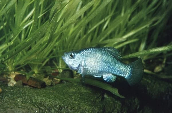 Desert Pupfish - male endemic species to Death Valley. Death Valley California, USA