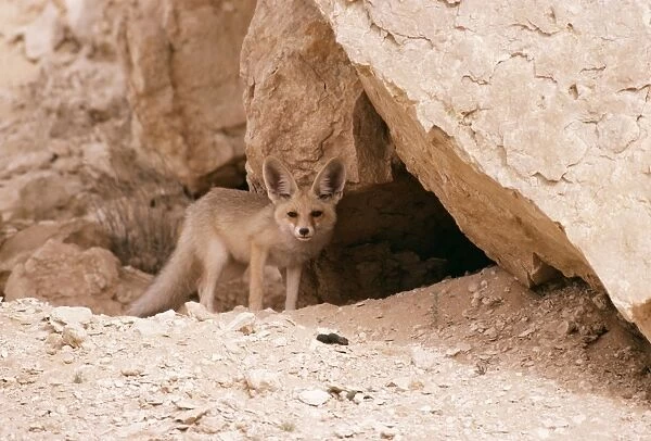 Desert Red Fox Middle East