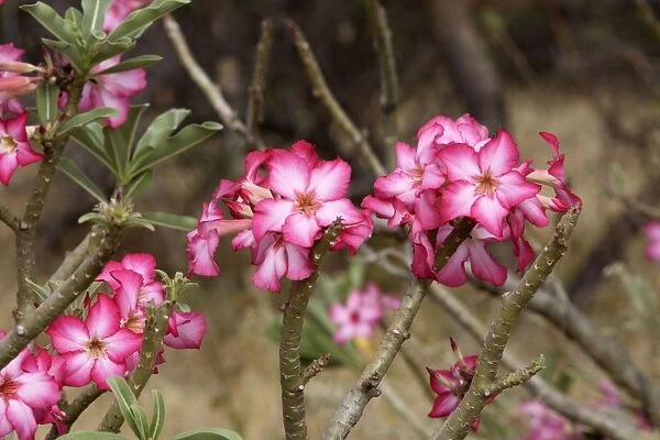Desert Rose Fam: Apocynaceae