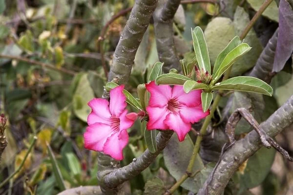 Desert Rose. Omo Valley - Ethiopia Apocynaceae