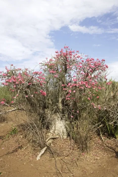 Framed Print : Desert Rose. Valley of the Omo - Ethiopia Framed Print : Desert Rose. Valley of the Omo - Ethiopia
