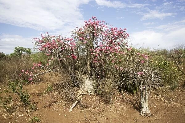Desert Rose. Valley of the Omo - Ethiopia Fam: Apocynaceae