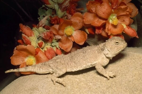 Desert Short-horned Lizard - & poppy mallow