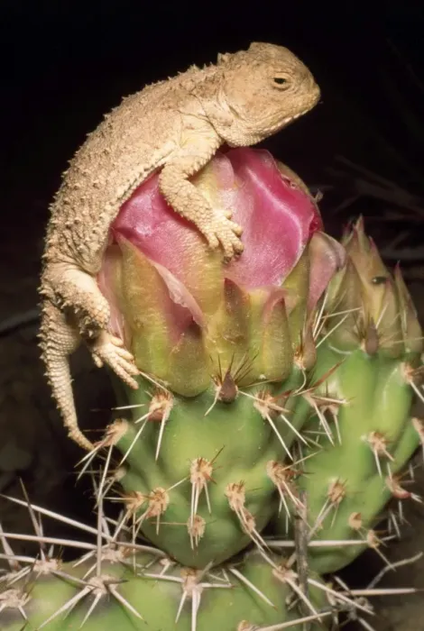 Framed Print : Desert Short-horned Lizard - on pricklypear cactus - Utah - USA Framed Print : Desert Short-horned Lizard - on pricklypear cactus - Utah - USA