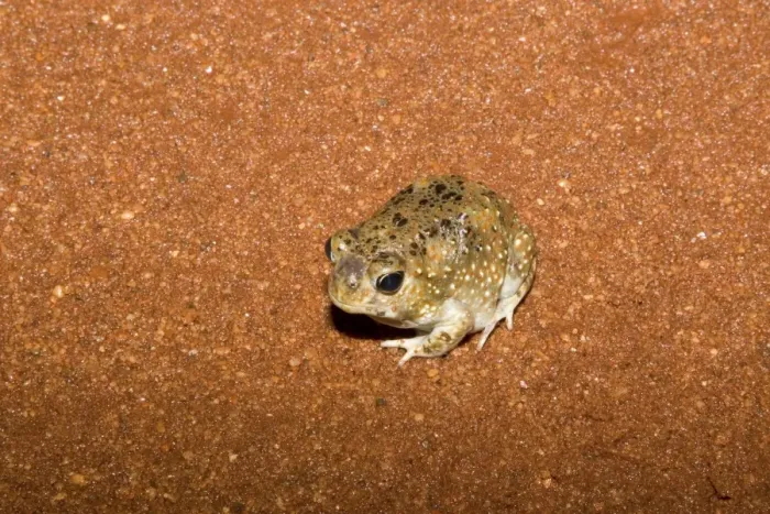 Framed Print : Desert Spadefoot Toad Desert Shovelfoot / Desert Spadefoot Toad on the Gary Junction Highway near the Western Australia and Northern Territory border during a week of heavy rains and flooding during January 2010 Framed Print : Desert Spadefoot Toad Desert Shovelfoot / Desert Spadefoot Toad on the Gary Junction Highway near the Western Australia and Northern Territory border during a week of heavy rains and flooding during January 2010