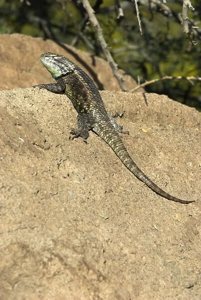 Desert Spiny Lizard On rock, Arizona