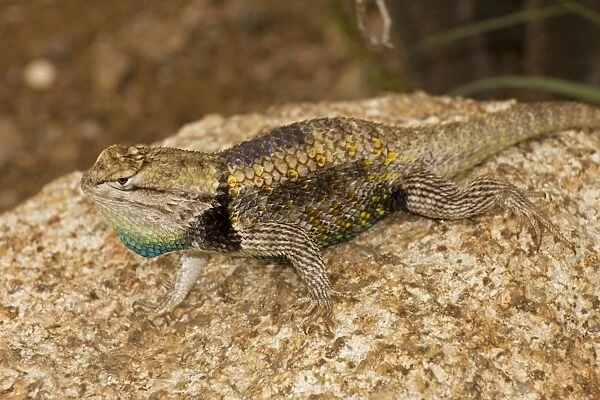 Desert Spiny Lizard - Sonoran Desert - Arizona - USA